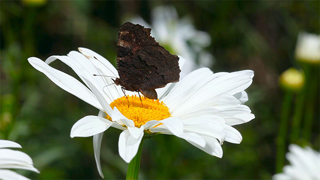 Peacock butterfly alt
