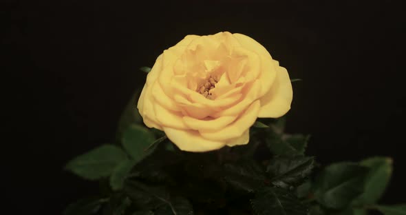 Time-lapse Of Opening Yellow Hybrid Tea Rose