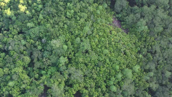 Aerial view of green forest and beautiful landscape Mahe Seychelles