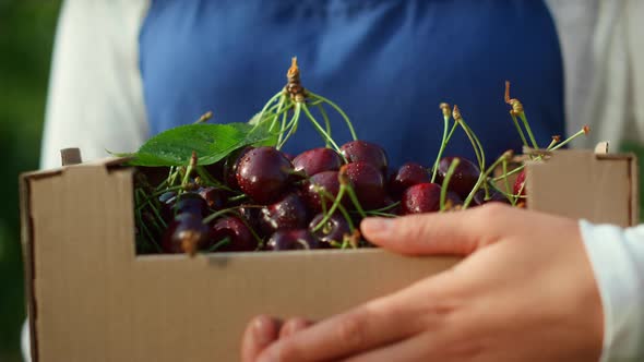 Farmer Hands Holding Box with Fresh Orchard Cherry at Sunny Modern Plantation alt