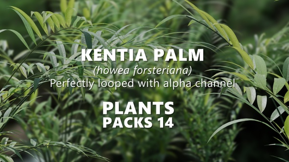 KENTIA PALM (howea forsteriana) Looped plants