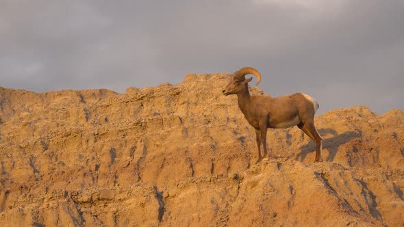 Badlands Bighorn