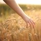 Hand On Cereal Field 2 - VideoHive Item for Sale