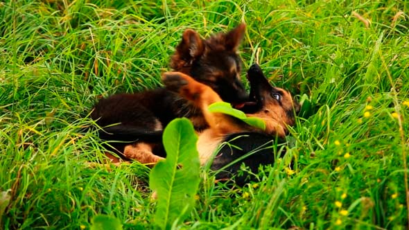 Dogs Playing In Grass 14