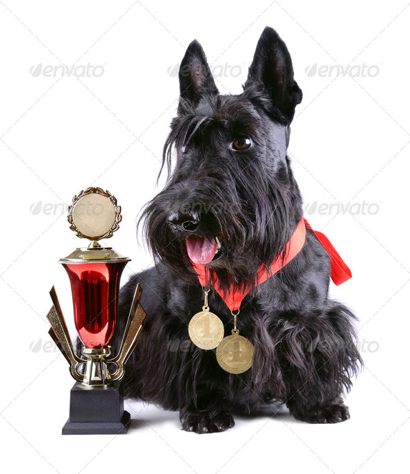Winner dog