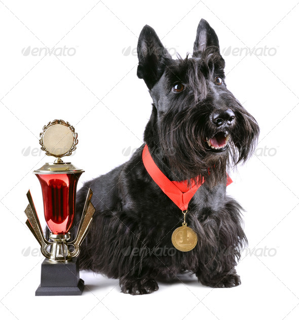 Champion with winner cup - Stock Photo - Images