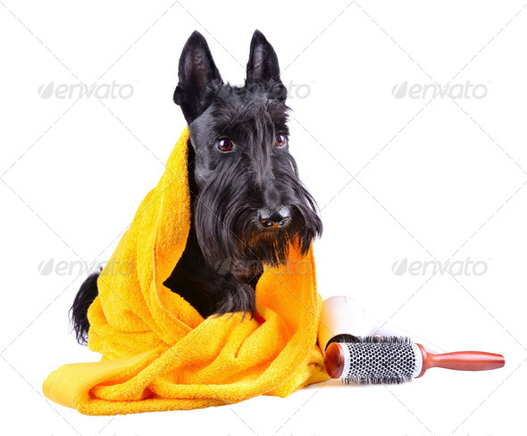 Dog after bath - Stock Photo - Images