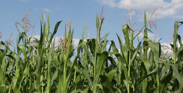 Corn Field