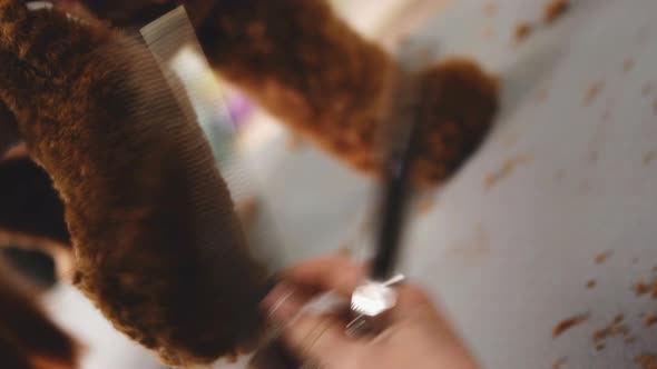 Dog Care and Grooming alt