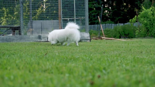 White Fluffy Dog of the Spitz Breed