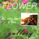 Romantic Flower Photo Gallery  - VideoHive Item for Sale