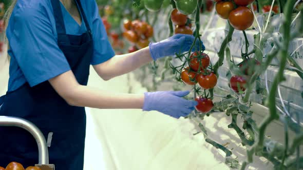 Professional Gardener Works in a Glasshouse Collecting Tomatoes alt