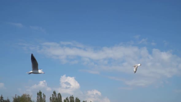 Slow motion. Seagulls fly against the background of the sky with clouds