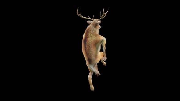 35 Deer Dancing HD alt