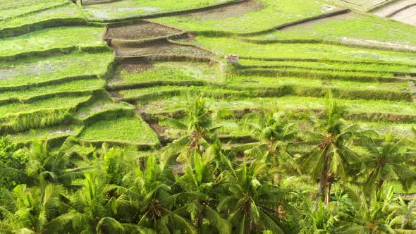 Looking down onto a rice terrace field