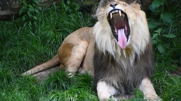 Portrait of lion turning head, yawning and looking at camera