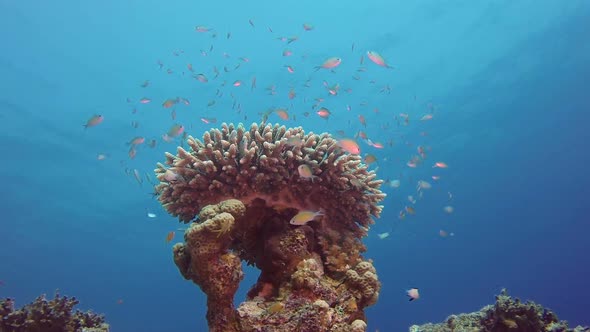 Beautiful Blue Green Fish alt