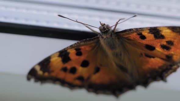 Small Tortoiseshell Butterfly Moving Wings on Windows Sill  Close Up