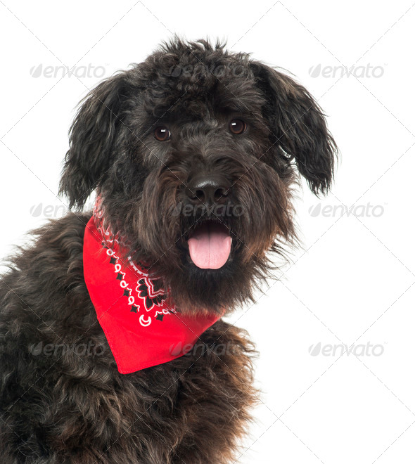 Close up of a Bouvier des Flandres, panting, with read bandana , isolated on white - Stock Photo - Images
