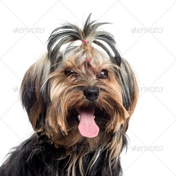 Close up of a Yorkshire Terrier panting, isolated on white - Stock Photo - Images