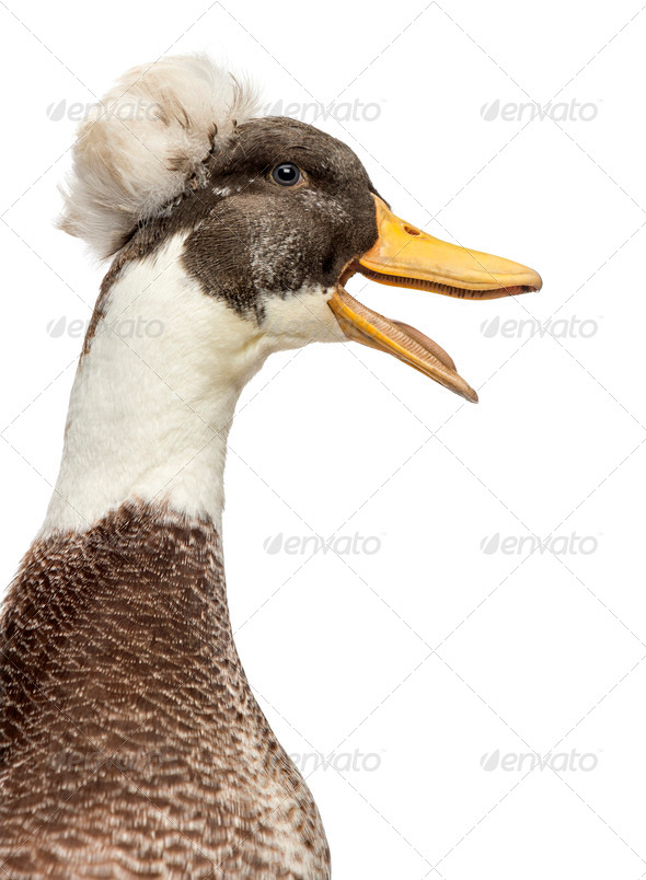 Close up of a Male Crested Ducks, lophonetta specularioides, quacking