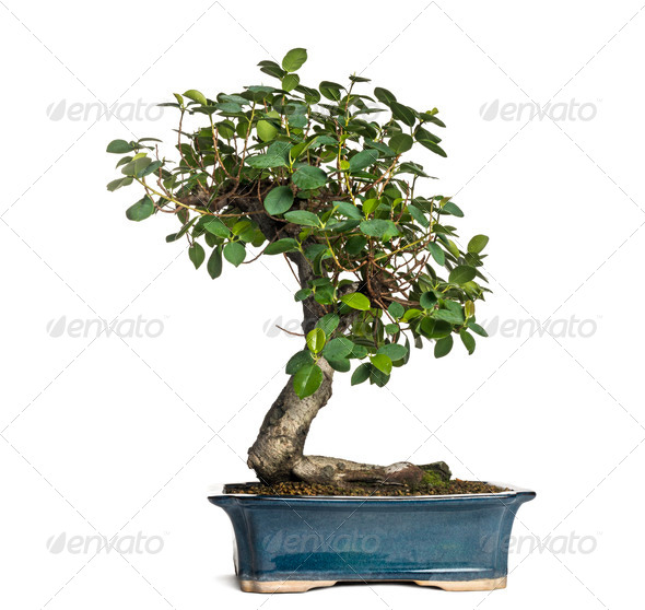Ficus panda bonsai tree, ficus retusa, isolated on white - Stock Photo - Images