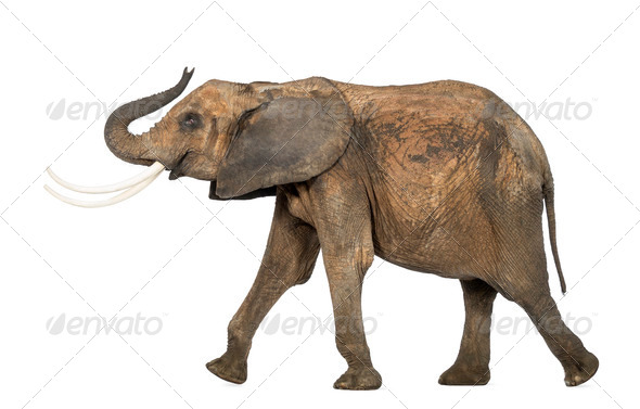 Side View Of Asia Elephant Isolated On White Background Stock Photo,  Picture and Royalty Free Image. Image 97047907.
