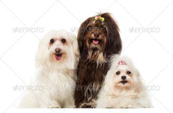 Group of panting dogs, Maltese and Havanese, isolated on white
