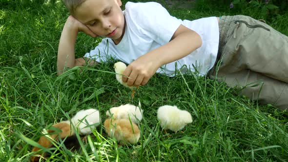 Cute Boy 67 Years Old Playing in the Meadow with Little Chickens alt