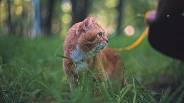 A beautiful ginger domestic cat walks in the park on tall grass on a harness.  alt