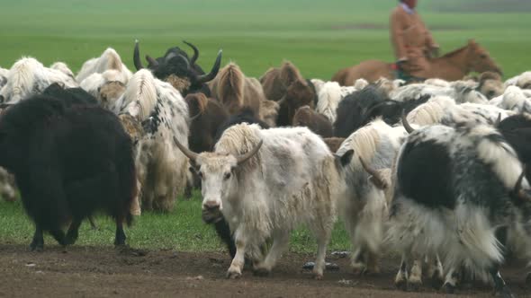 Herd of Long-Haired Yak Flock in Asian Meadow alt