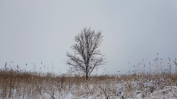 Barren lone tree on the snowy field surrounded by dry reed plants