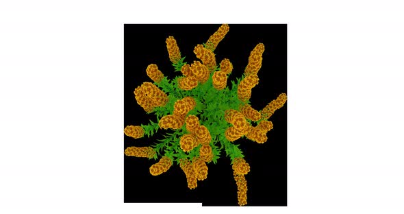 Growing Lavandula Flowers - Top alt