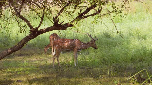 Chital or Cheetal, Also Known As Spotted Deer, Chital Deer, and Axis Deer alt