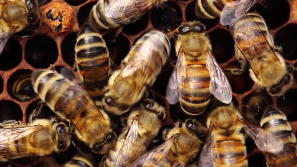 Bees inside the beehive. Honeycomb close up. Bee colony in hive macro. Honey in combs alt