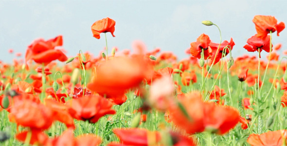Red Poppies 16