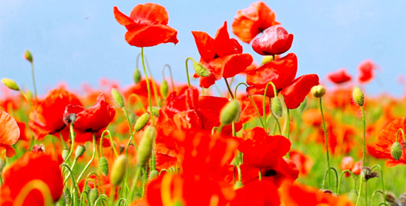 Red Poppies 17