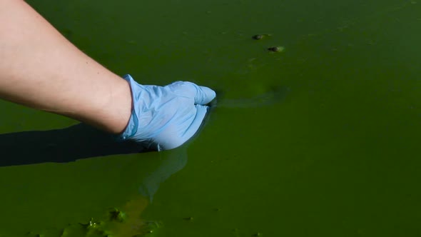 Hand in Glove Scooping Water in River Polluted with Green Algae alt