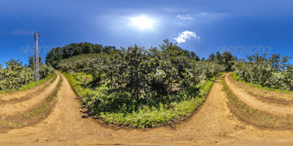 HDRI Hazelnut Plantations - 3Docean 5249234