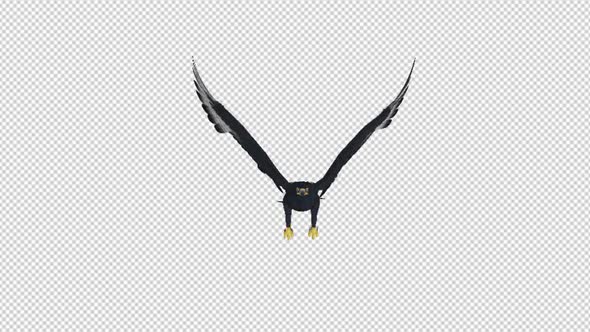African Eagle - 4K Flying Loop - Front View
