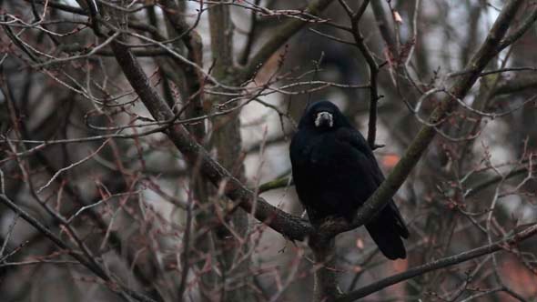 Ravens on Tree 11