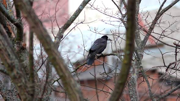 Ravens on Tree 9