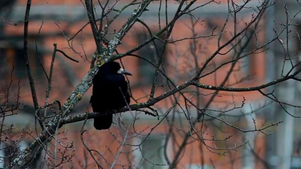 Ravens on Tree 12