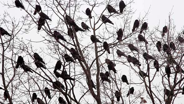 Ravens on Tree 10