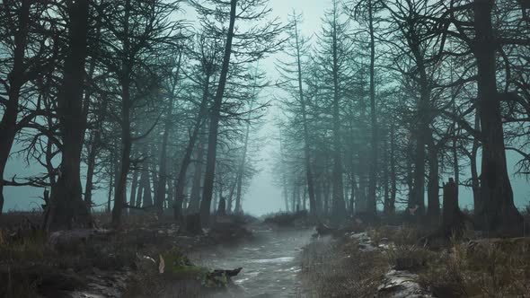 Looped Forest in Fog with Falling Leaves in Slow Motion alt