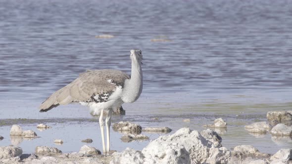 Kori Bustard Drinking at Waterhole