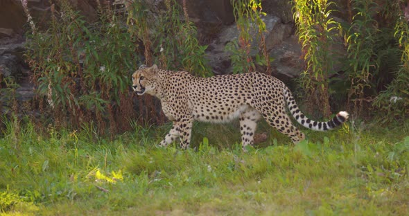 Alert Cheetah Walking in the Shadows on a Grassy Field