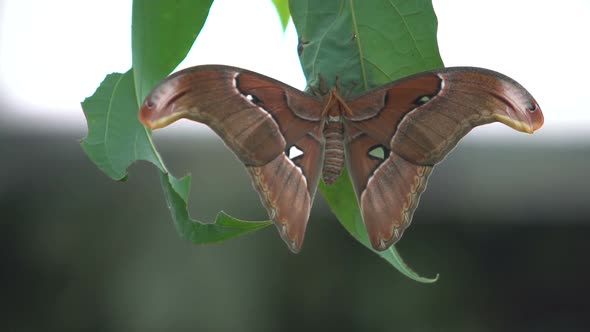 Beautiful Exotic Butterfly Sitting on Leaf Spreading Wings, Insects for Pets alt