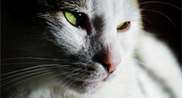 My pictures on Photodune