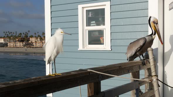 Pelican and White Snowy Egret on Pier Railings California USA